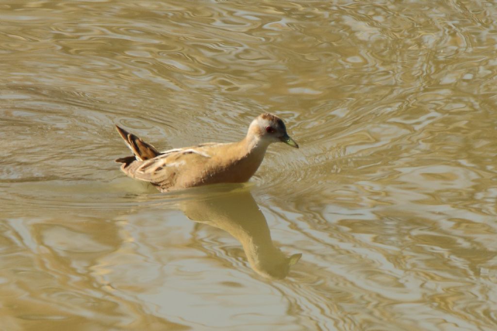 Schiribilla (Porzana parva)